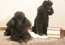 Photo of two small black poodles and a pile of books