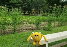 Yellow stuffed monster sitting in front of a vegetable garden