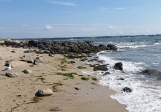 Photo of a seashore with a sea gull sitting on the sand